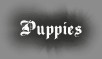 Available puppies and future plans